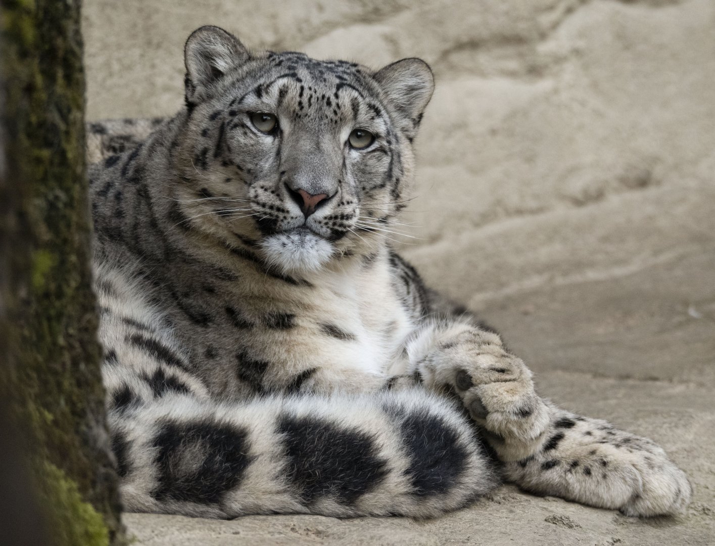 Snow leopard (Panthera uncia)