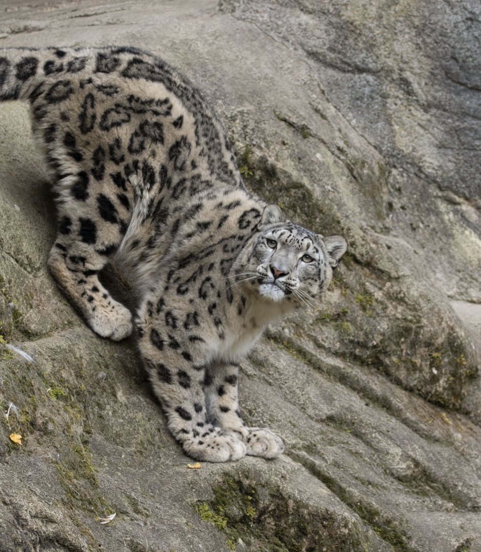 Snow leopard (Panthera uncia)