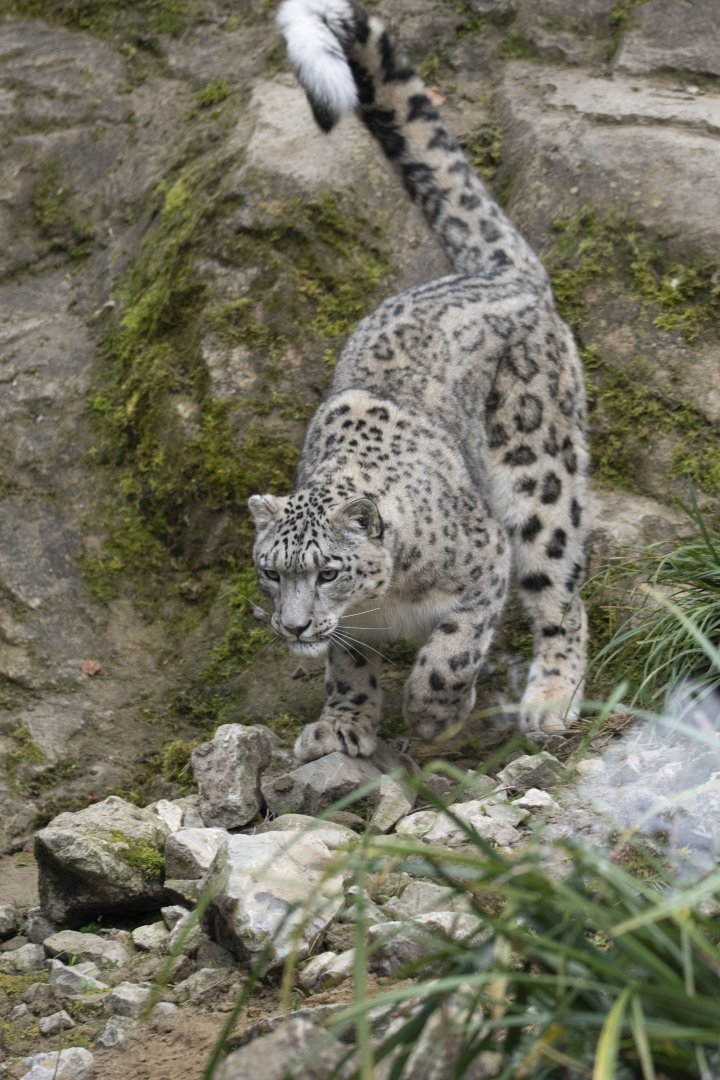 Snow leopard (Panthera uncia)