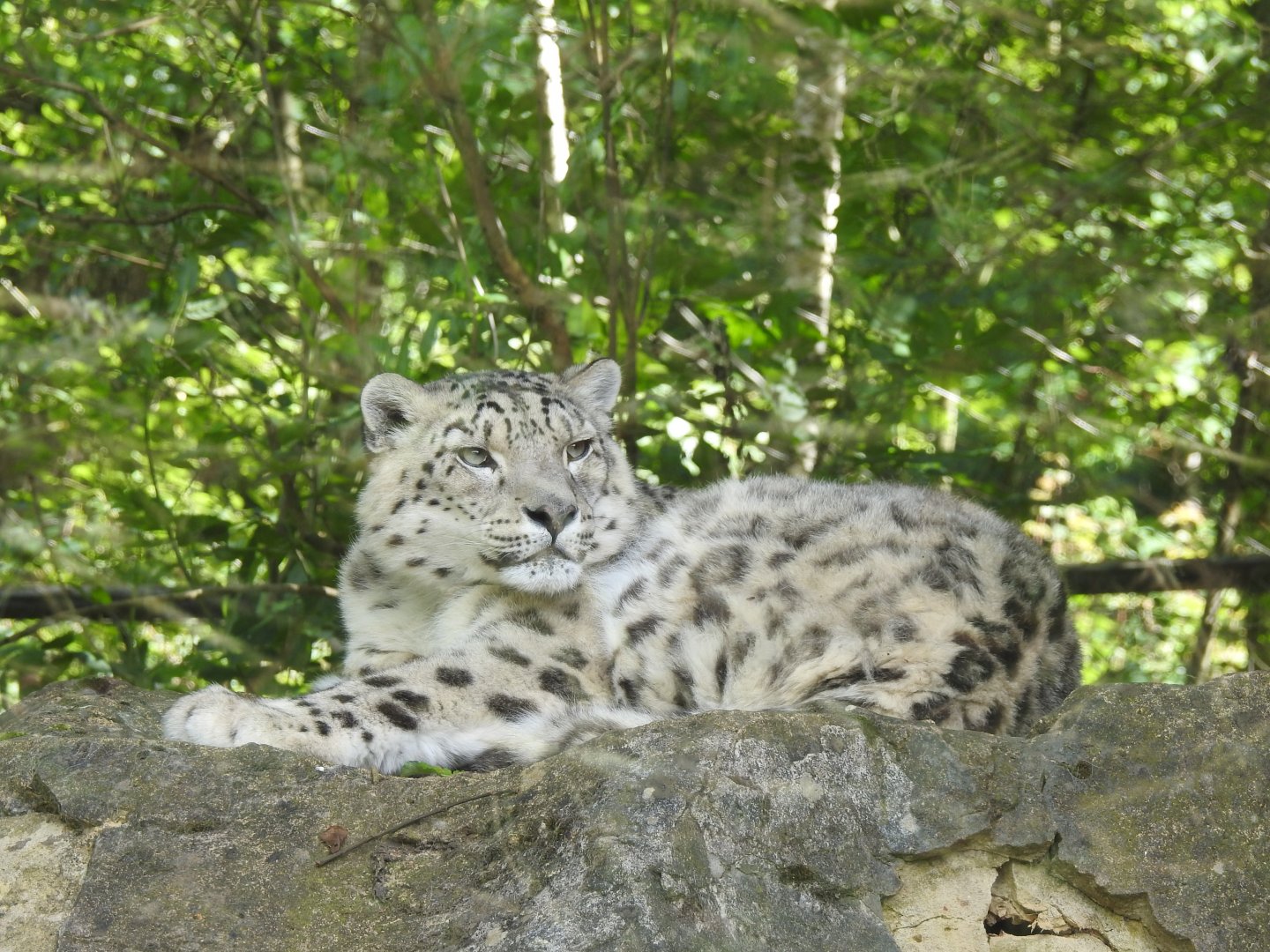 Snow Leopard (Panthera uncia)