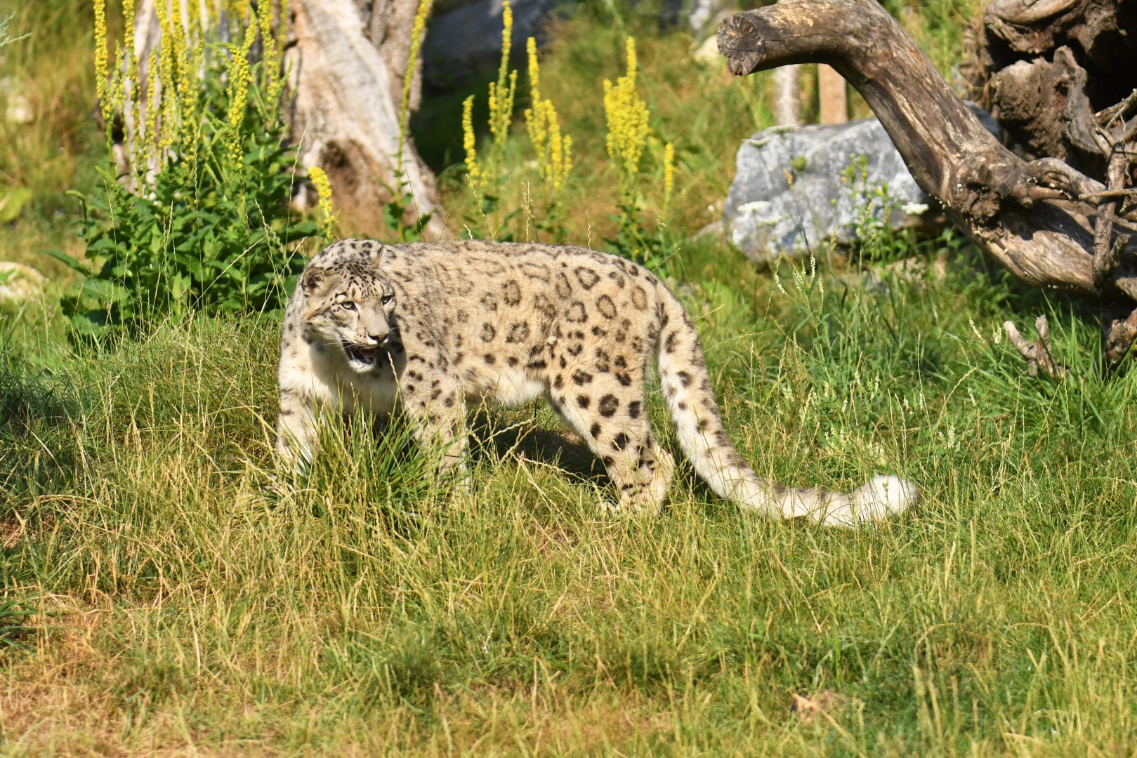 Snow leopard (Panthera uncia)