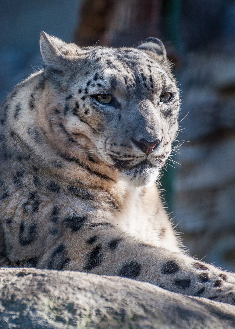 Snow leopard (Panthera uncia)