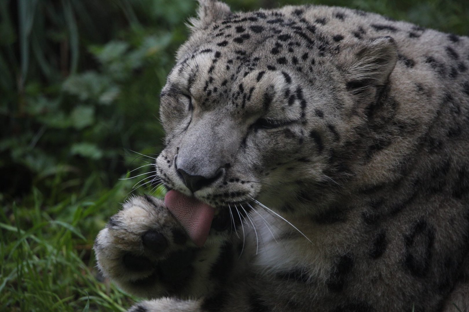 Snow Leopard/ Panthera uncia