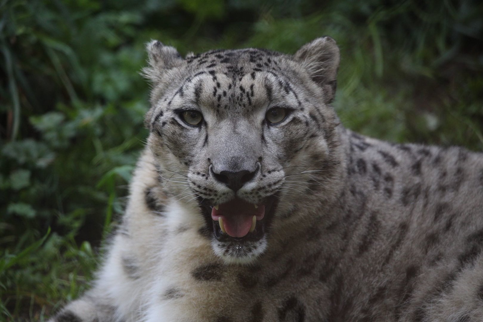 Snow Leopard/ Panthera uncia