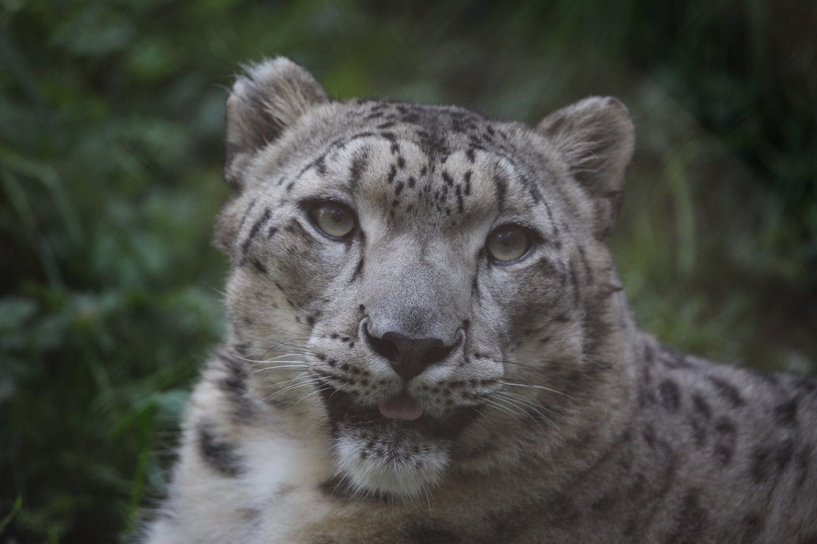 Snow Leopard/ Panthera uncia
