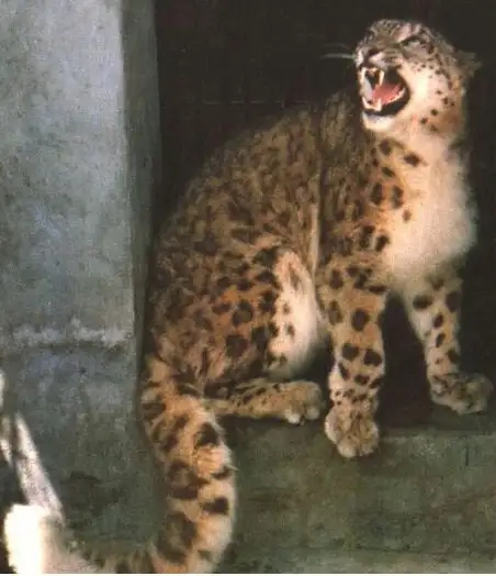Snow Leopard（Panthera uncia）