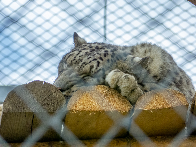 Snow leopard (Panthera uncia)