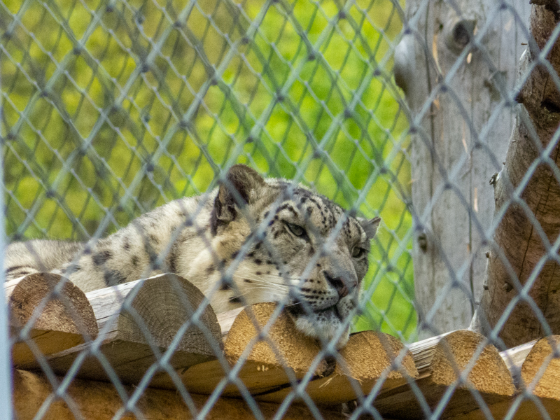 Snow leopard (Panthera uncia)