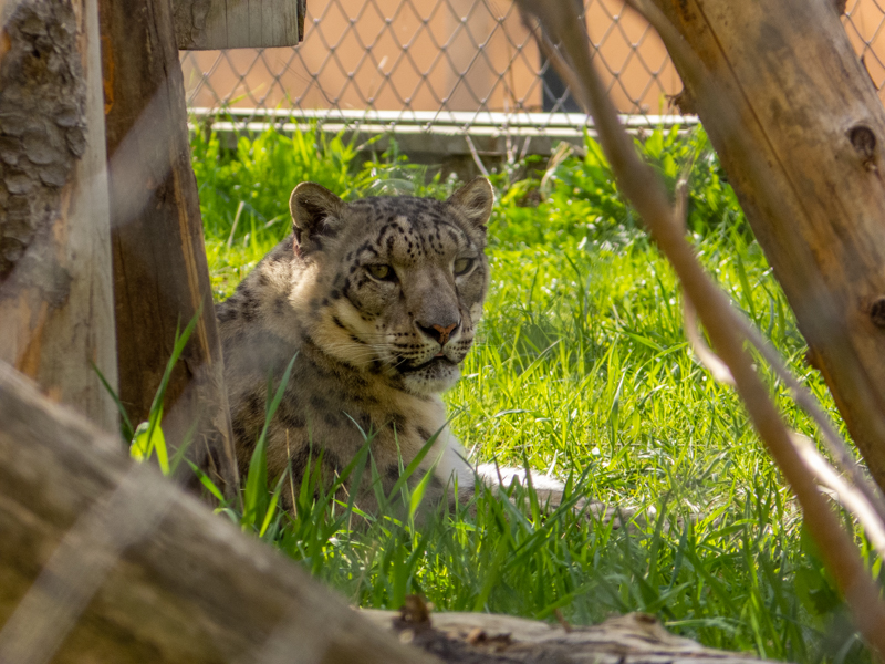 Snow leopard (Panthera uncia)