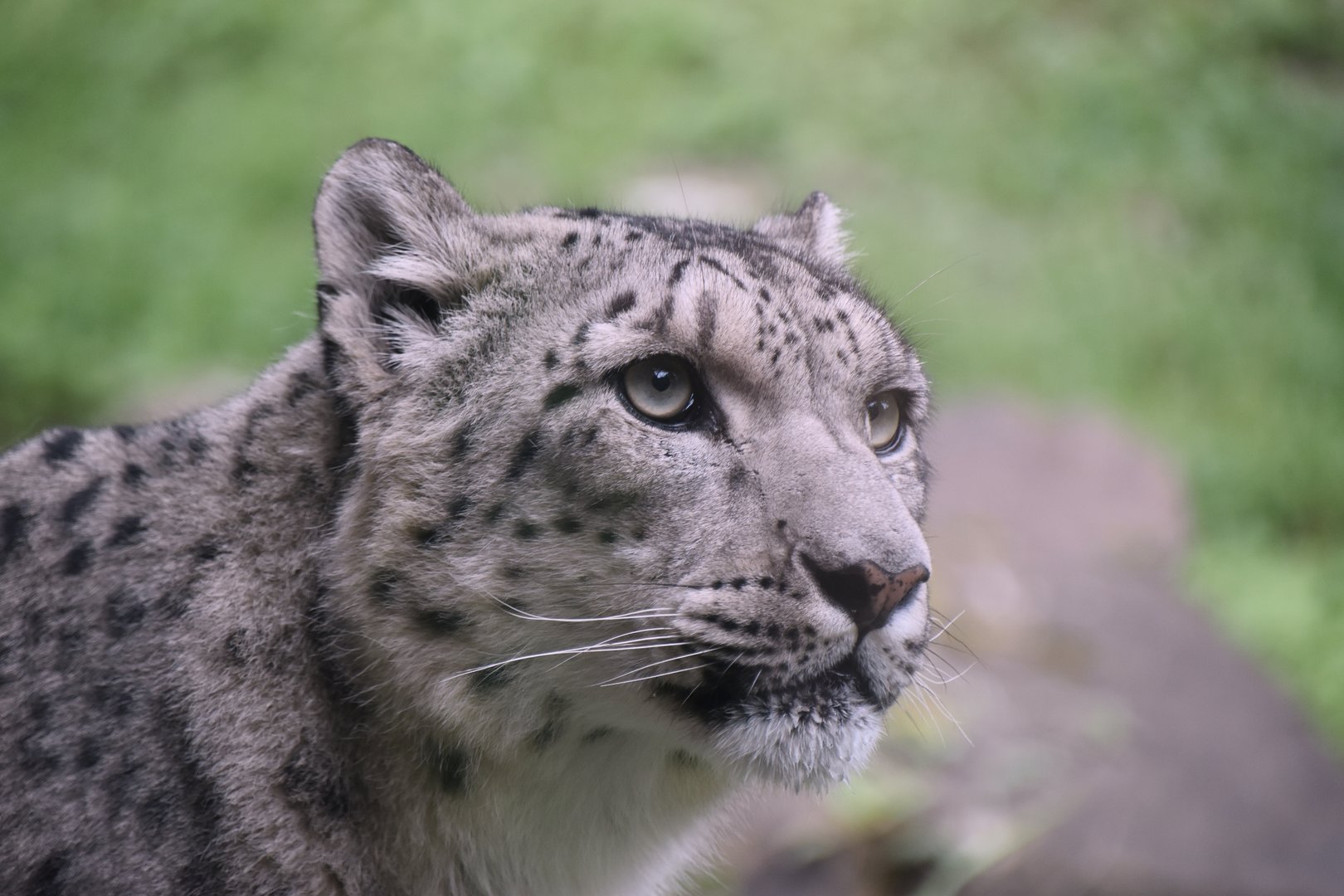 Snow leopard, Panthera uncia