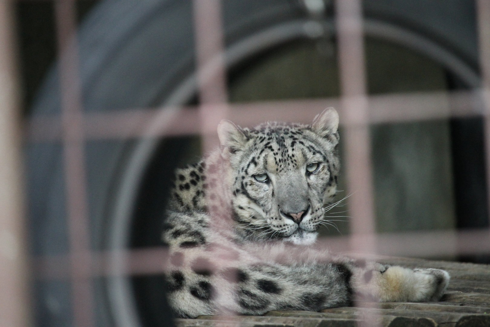 Snow Leopard (Panthera uncia)