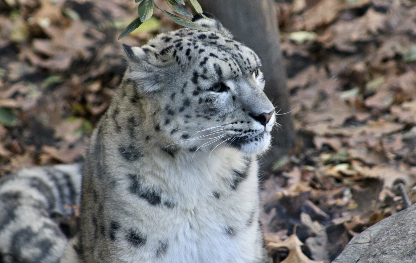 Snow Leopard (Panthera uncia)