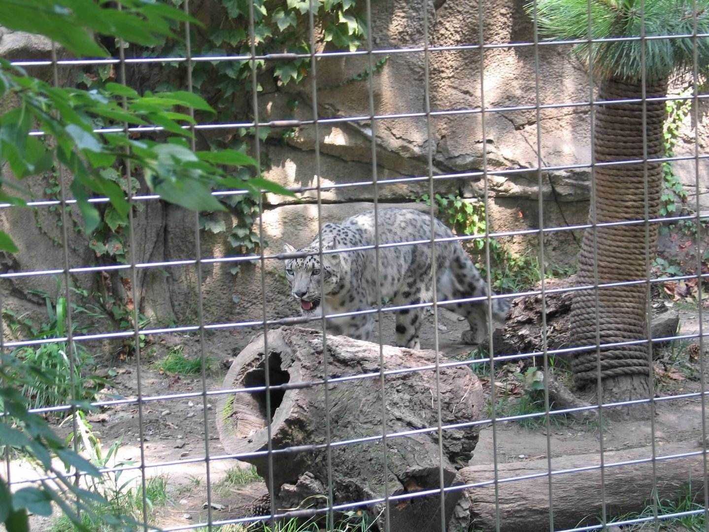 Snow leopard (Panthera uncia)