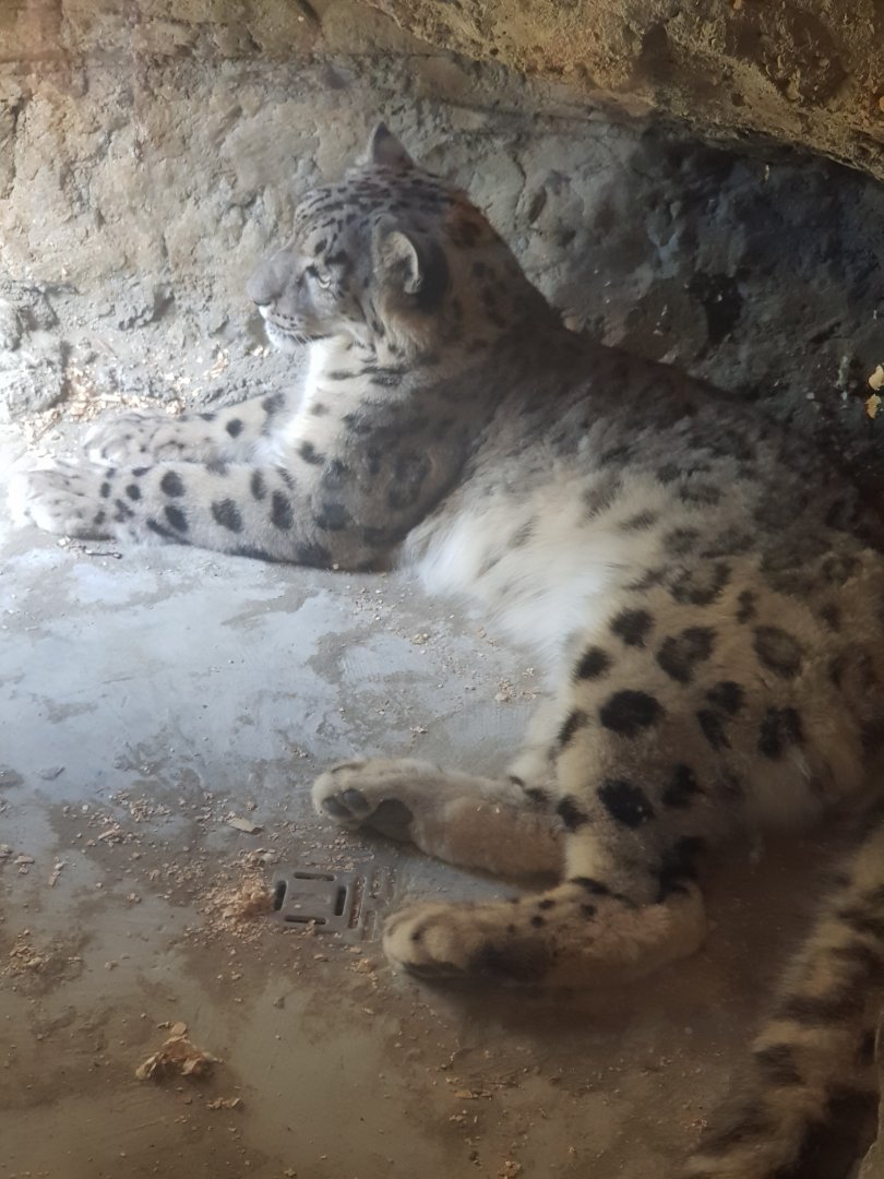 Snow Leopard (Panthera uncia)