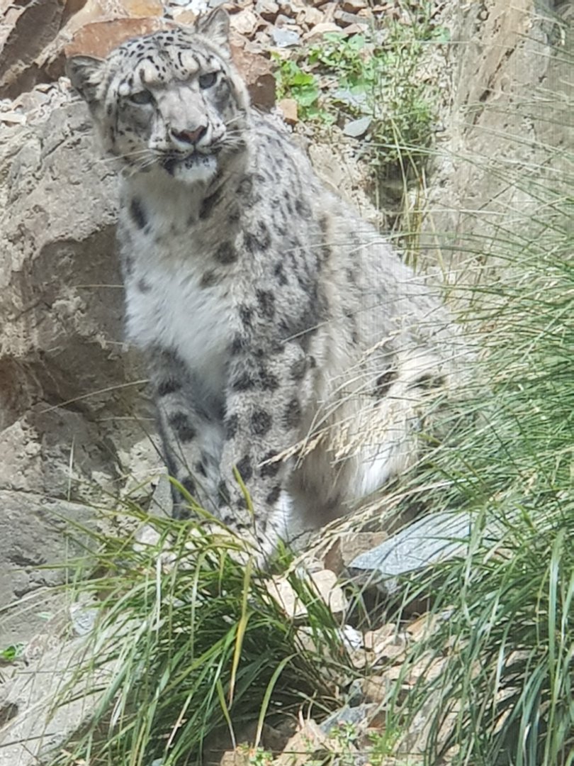 Snow Leopard (Panthera uncia)