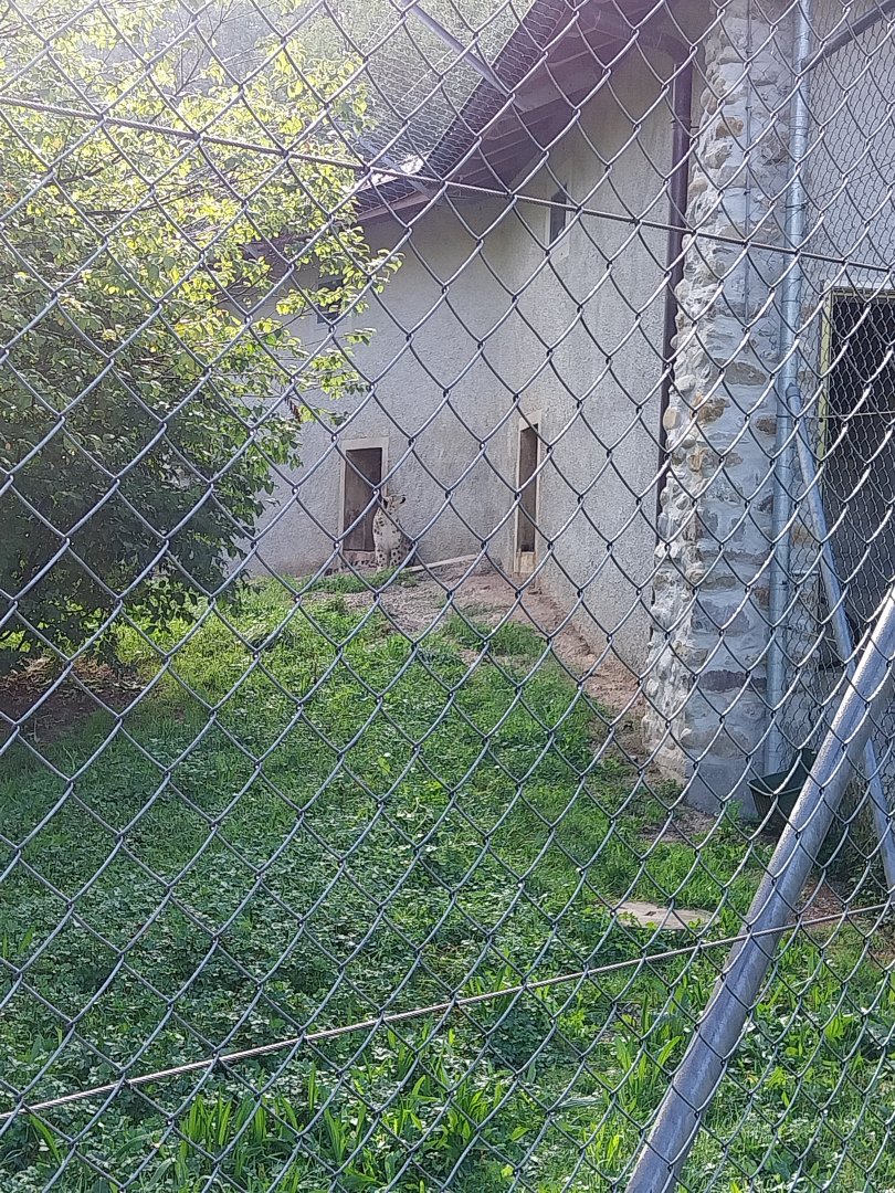 Snow leopard (Panthera uncia)