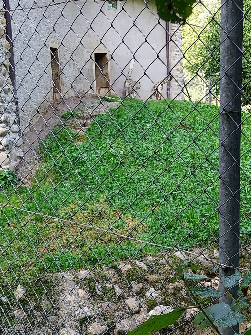 Snow leopard (Panthera uncia)