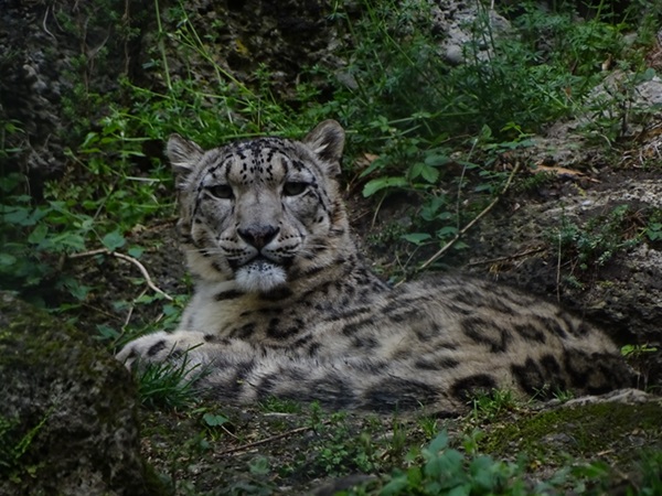 Snow leopard (Panthera uncia)