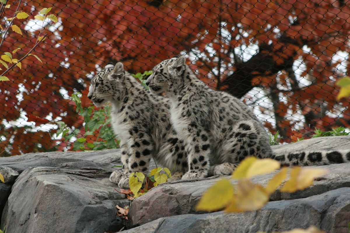 Snow Leopard (Panthera uncia)