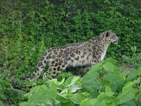 Snow leopard (Panthera uncia)