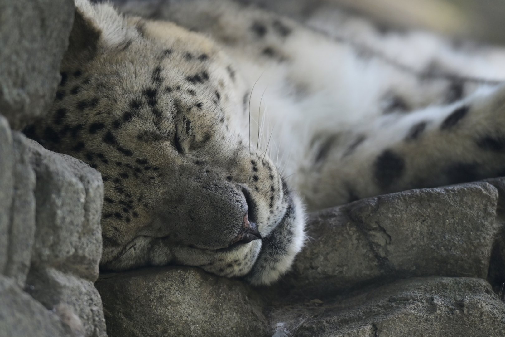 Snow leopard (Panthera uncia)