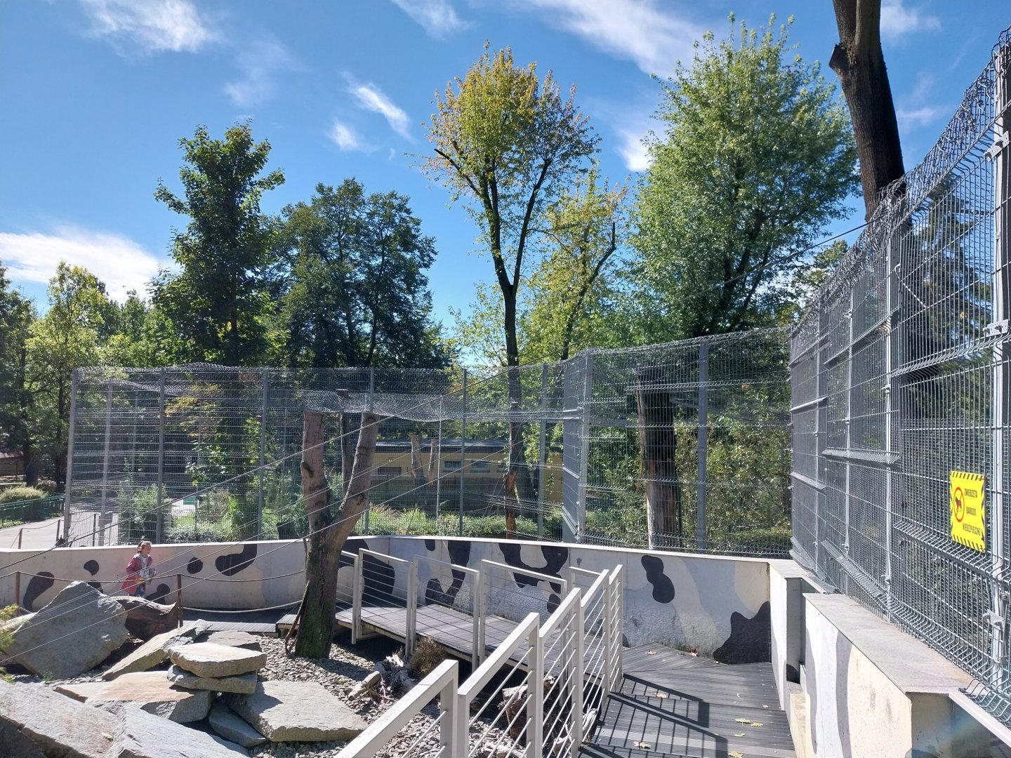 Snow Leopard (Panthera uncia)