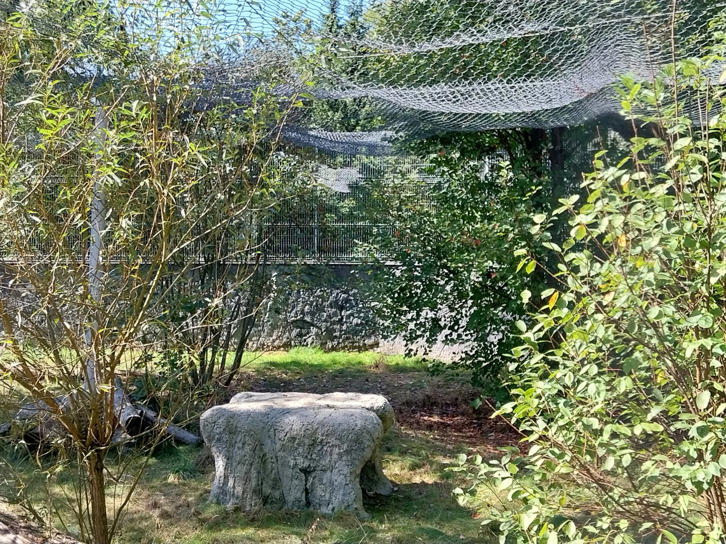 Snow Leopard (Panthera uncia)
