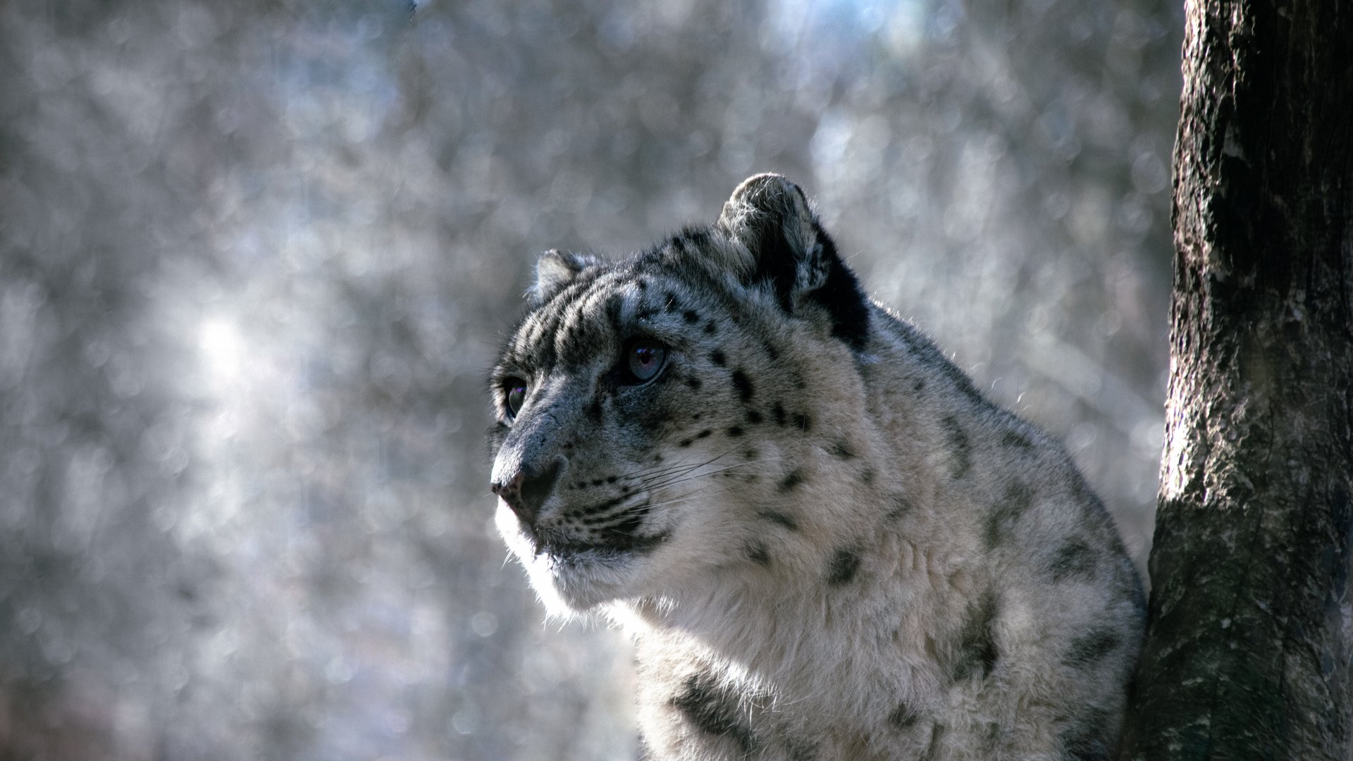 Snow leopard (Panthera uncia)