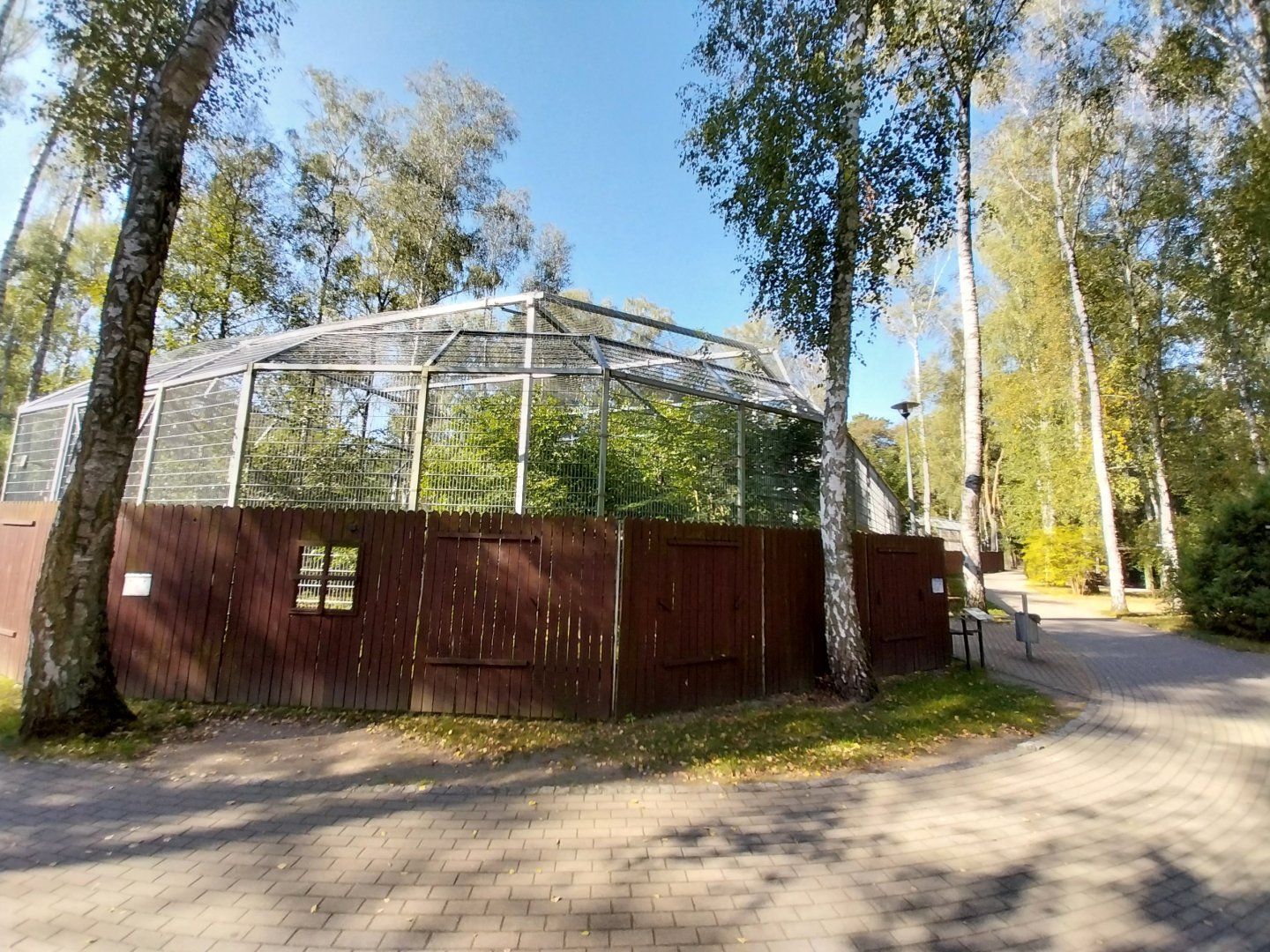 Snow Leopard (Panthera uncia)