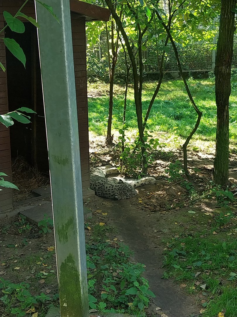 Snow Leopard (Panthera uncia)