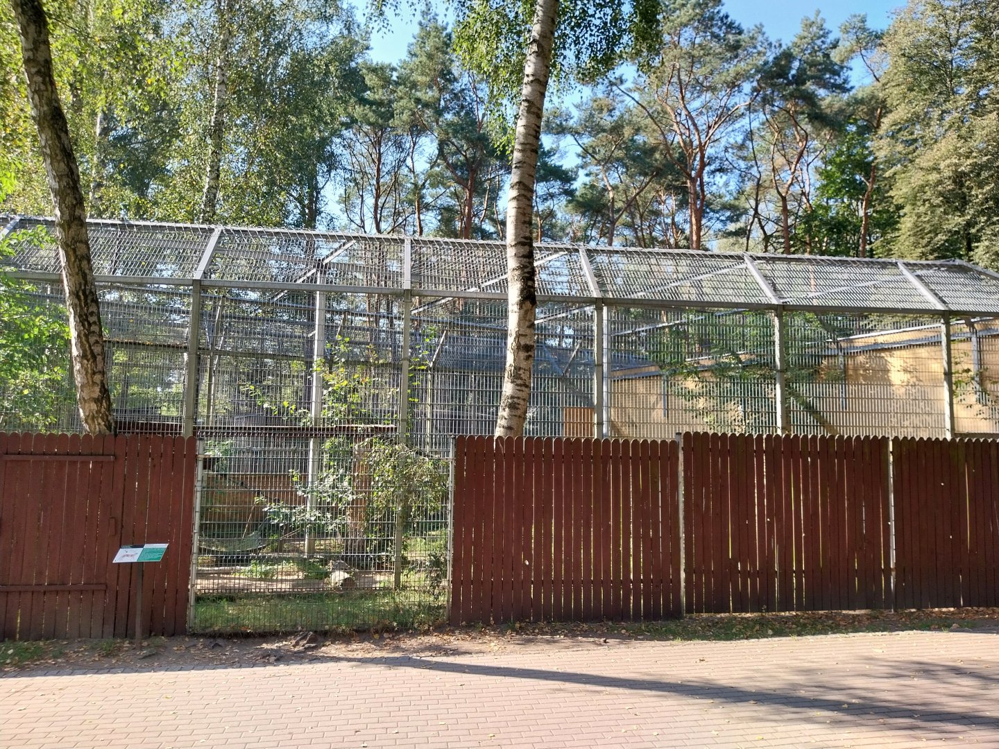 Snow Leopard (Panthera uncia)