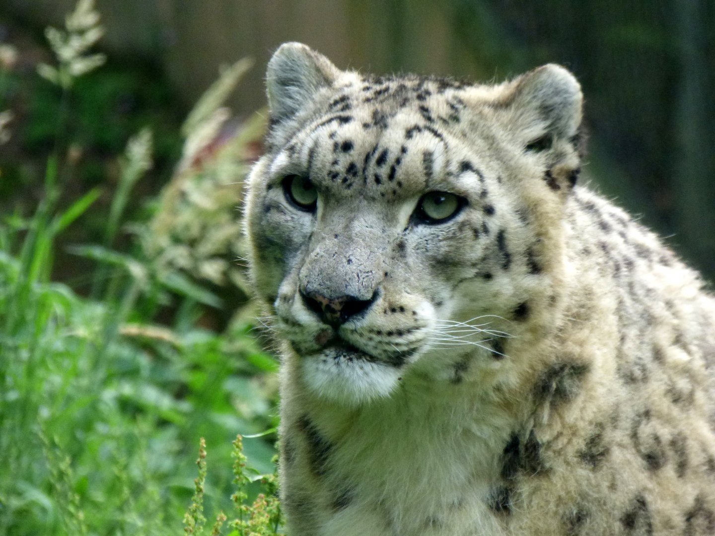 Snow leopard (Panthera uncia)