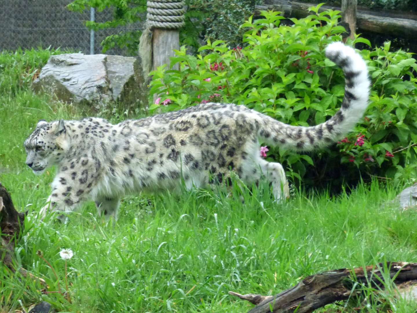 Snow leopard (Panthera uncia)