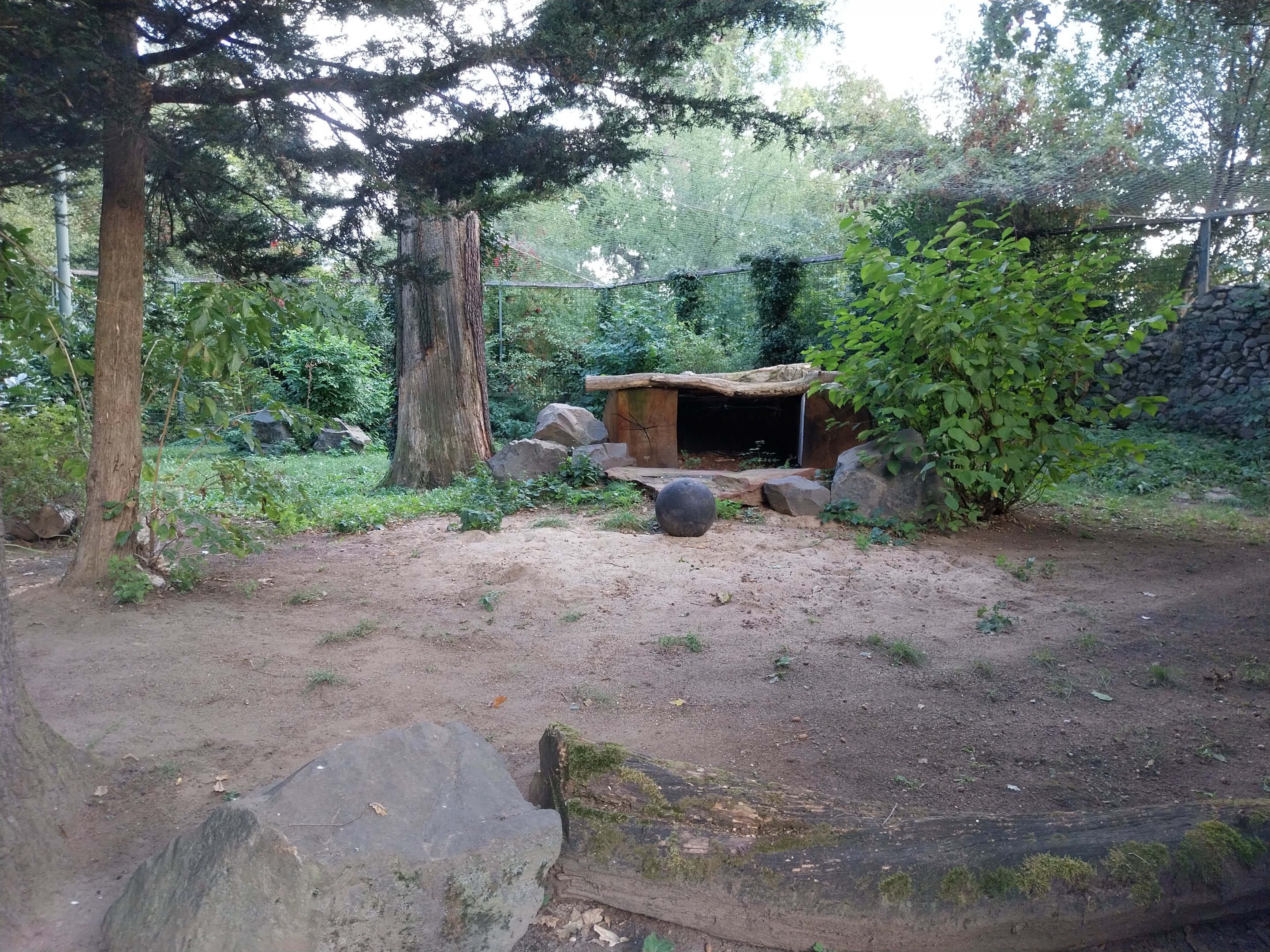 Snow Leopard (Panthera uncia
