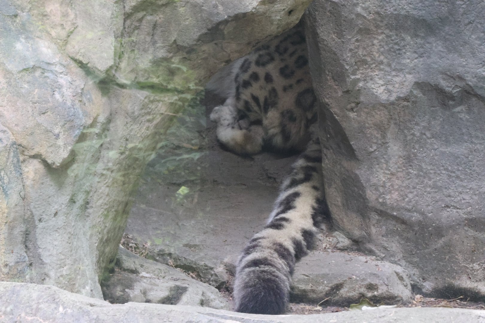 Snow leopard (Panthera uncia)