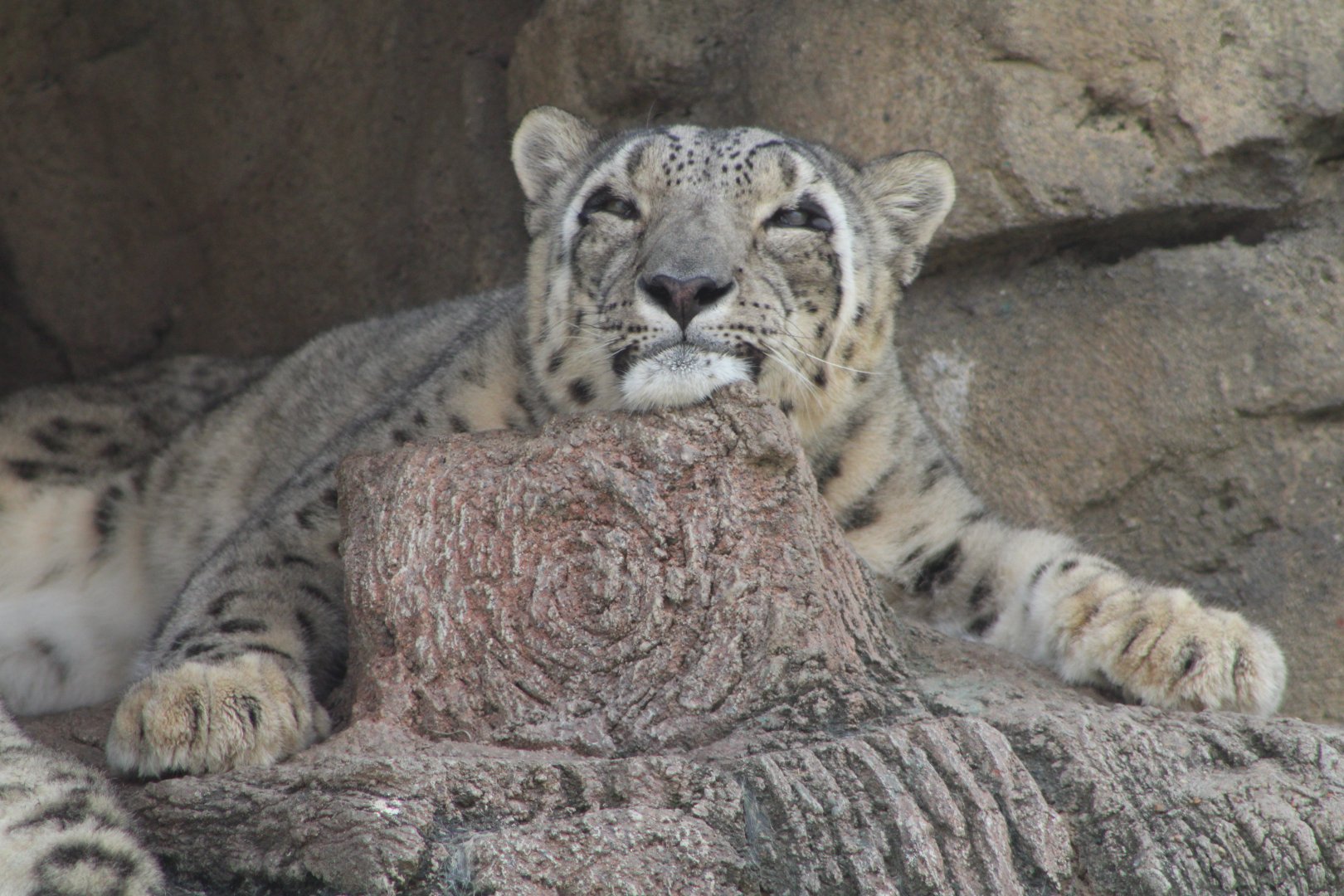 Snow Leopard (Panthera uncia)