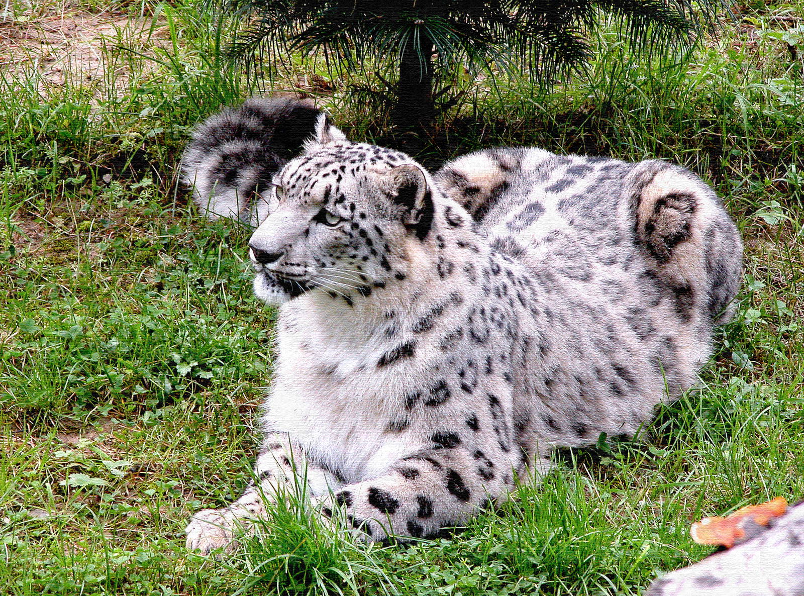 Snow leopard (Panthera unica)