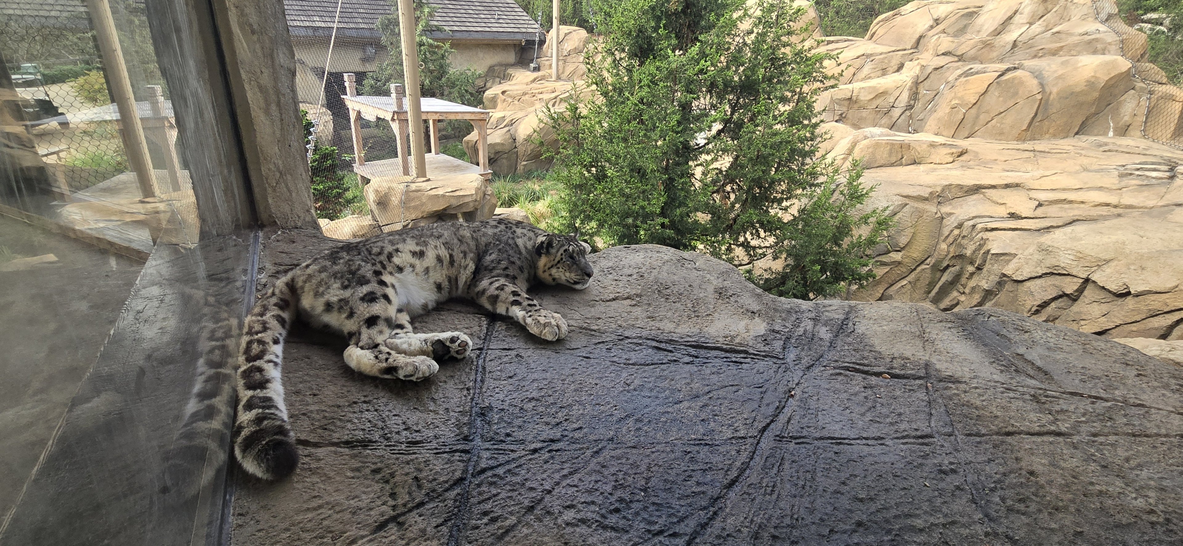 Snow Leopard Pass - Snow leopard