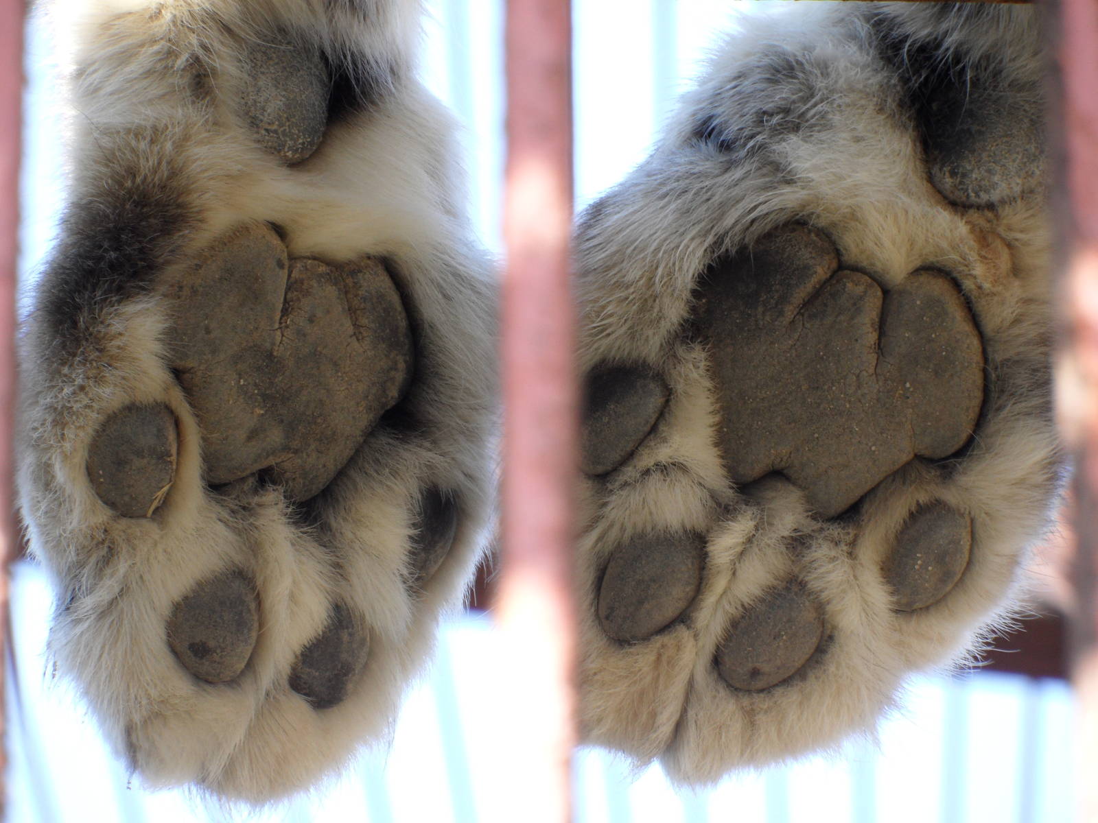 Snow leopard paws