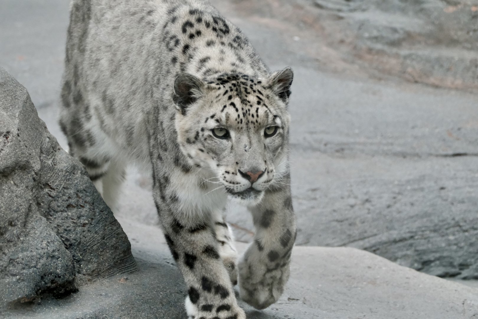 Snow leopard, Pemba (m) - August 29, 2025