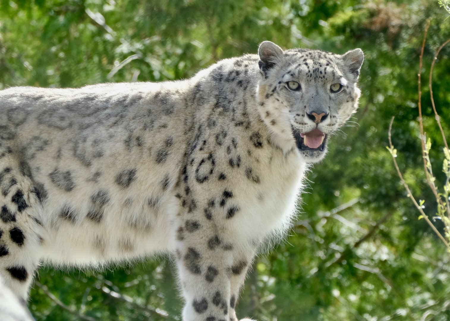 Snow leopard, Pemba (m) - May 7, 2025
