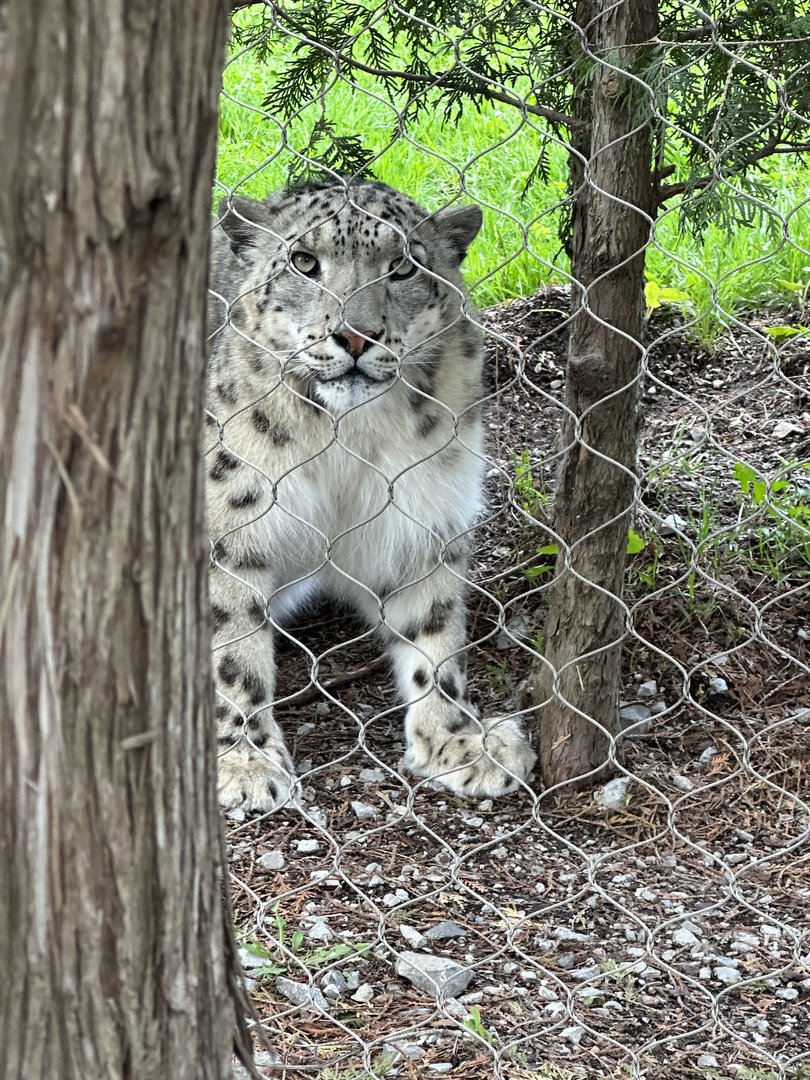 Snow Leopard Pemba