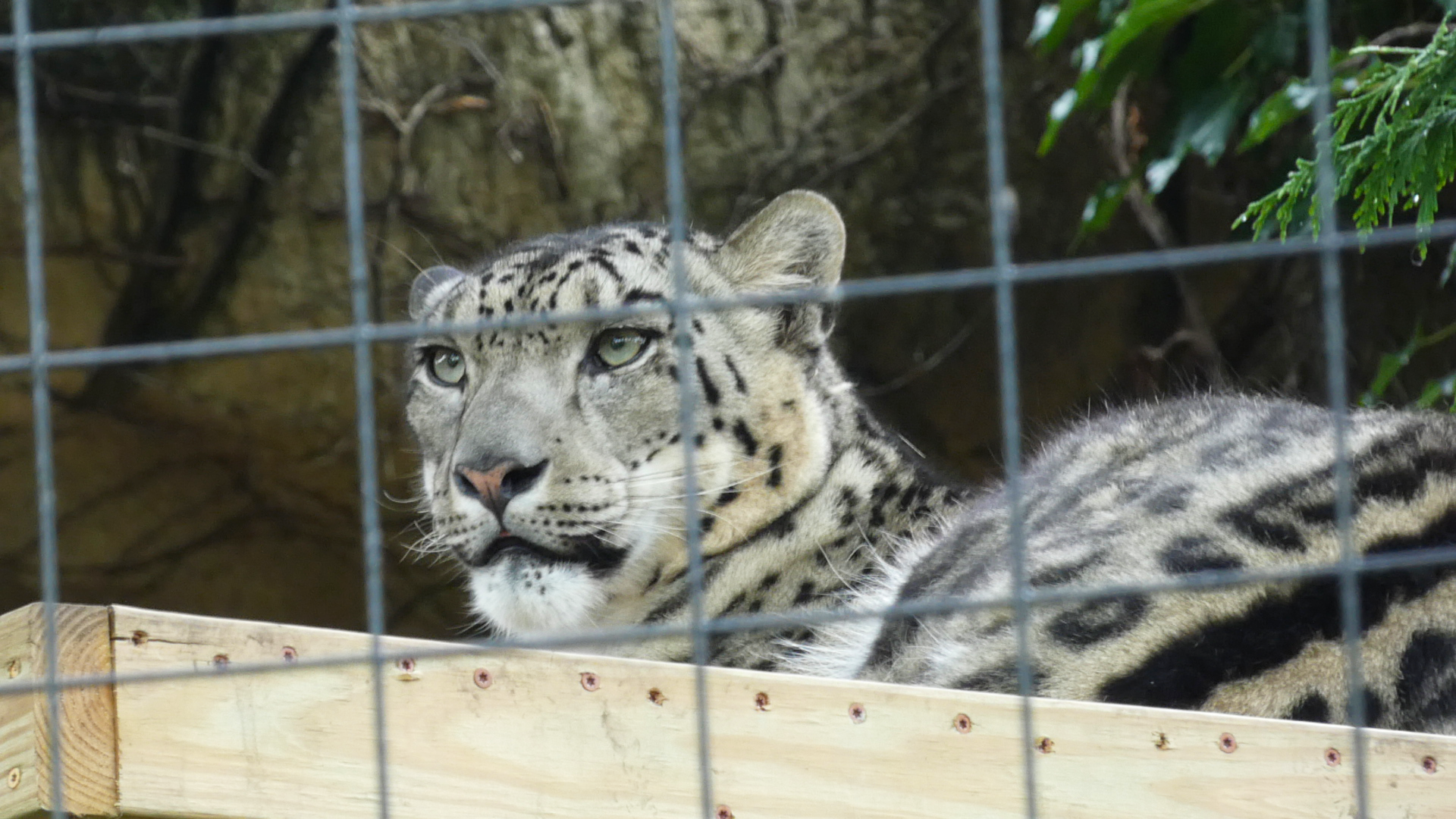 Snow Leopard, Pepper Family Wildlife Center - July 2022