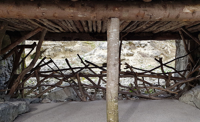 Snow leopard piano wire viewpoint