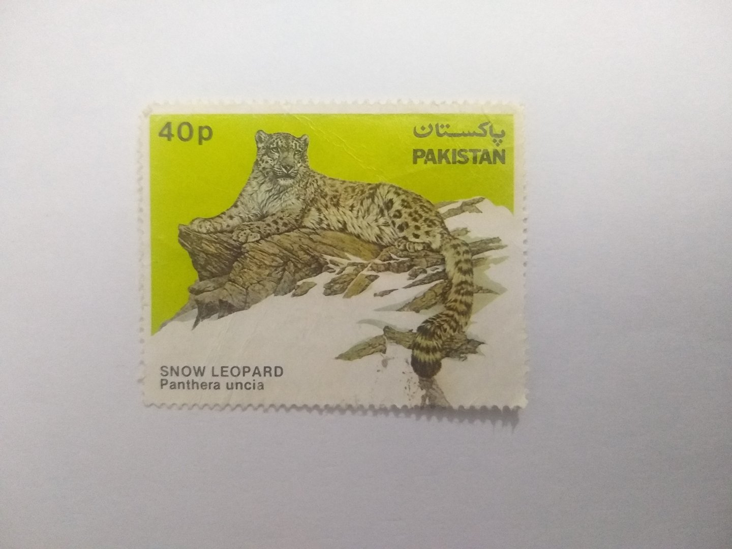 Snow leopard - Postage stamp Pakistan
