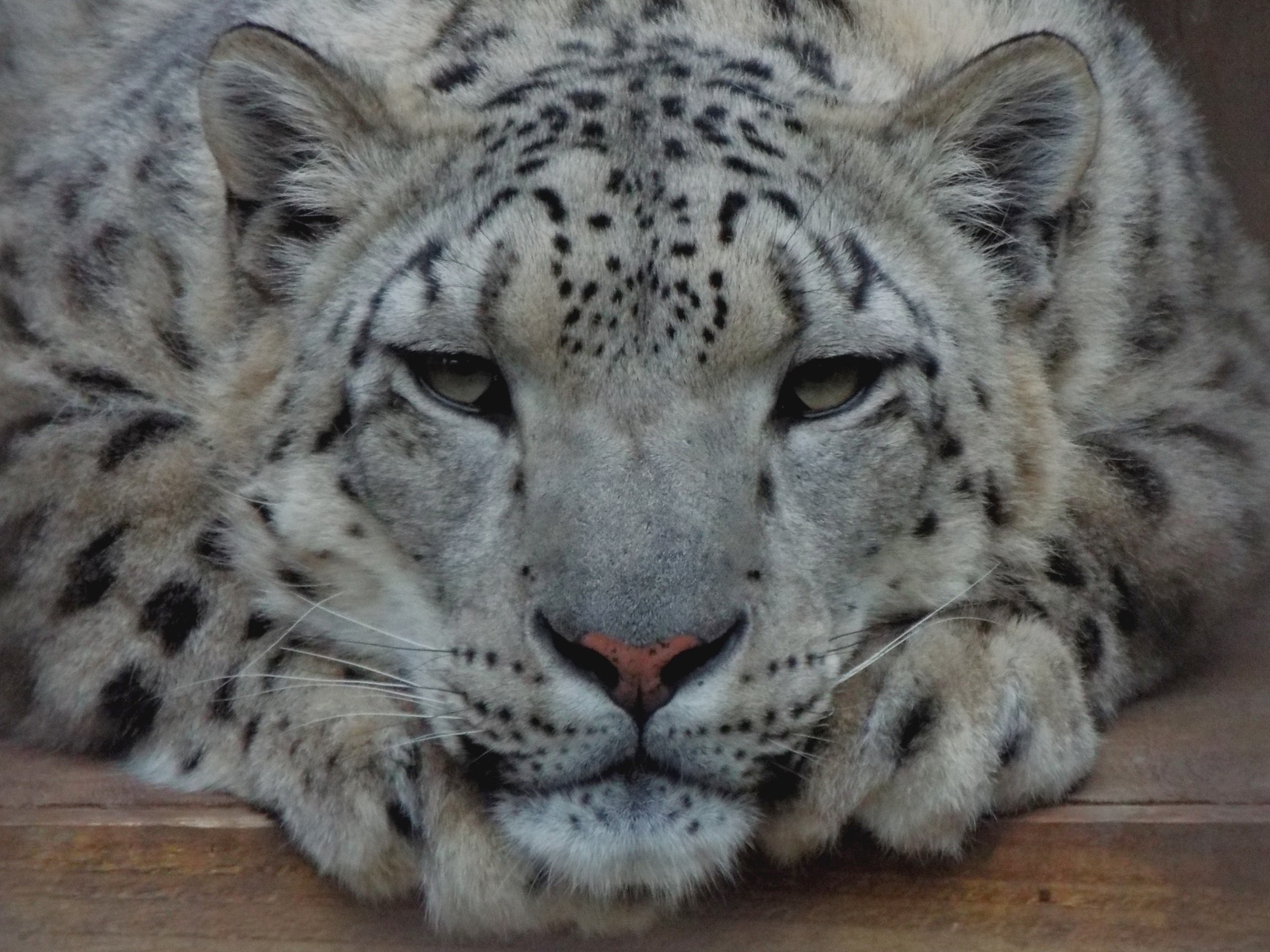 Snow leopard PWP