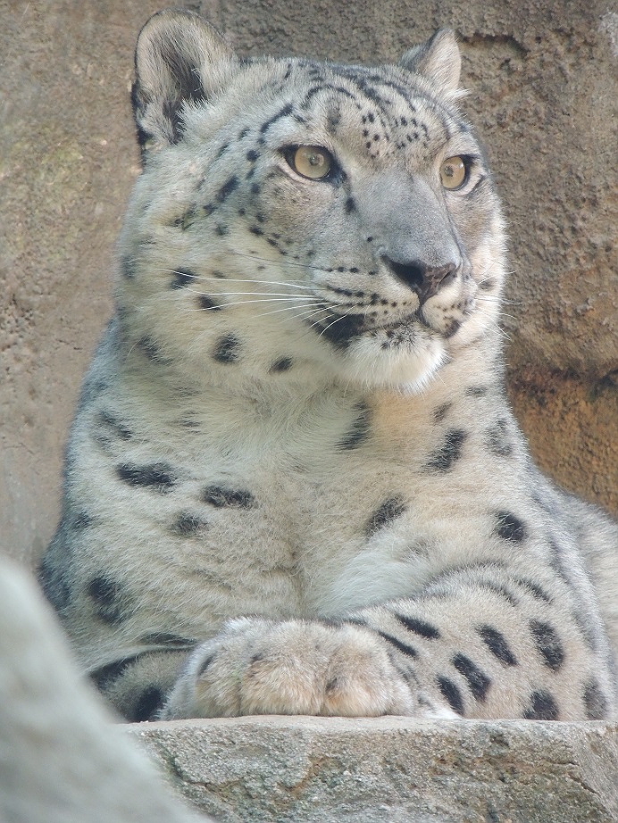 Snow Leopard Relaxing