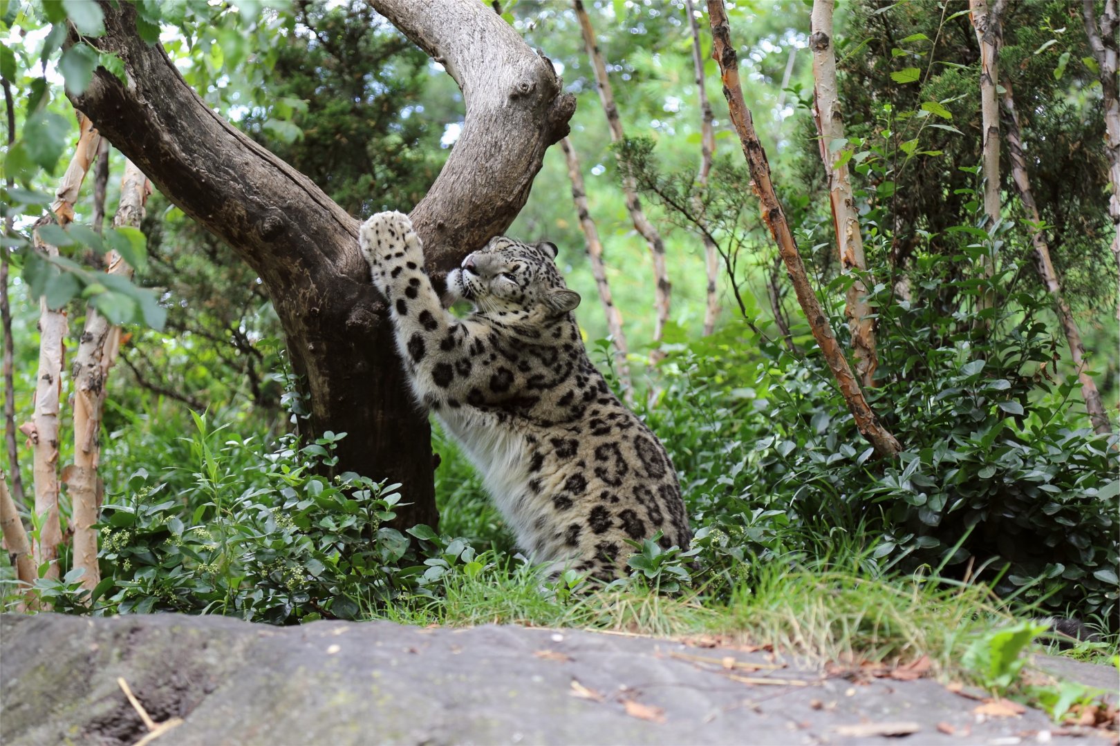 Snow Leopard Rubbing the Tree