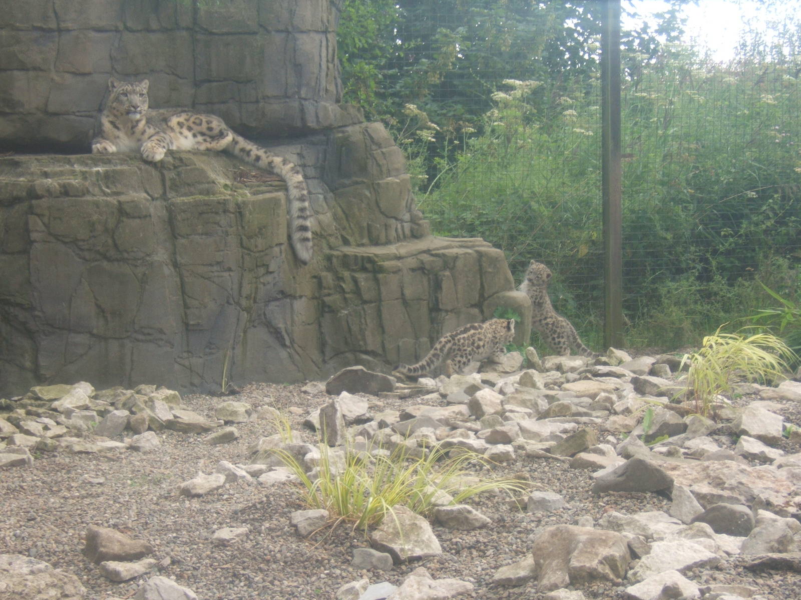 Snow Leopard`s