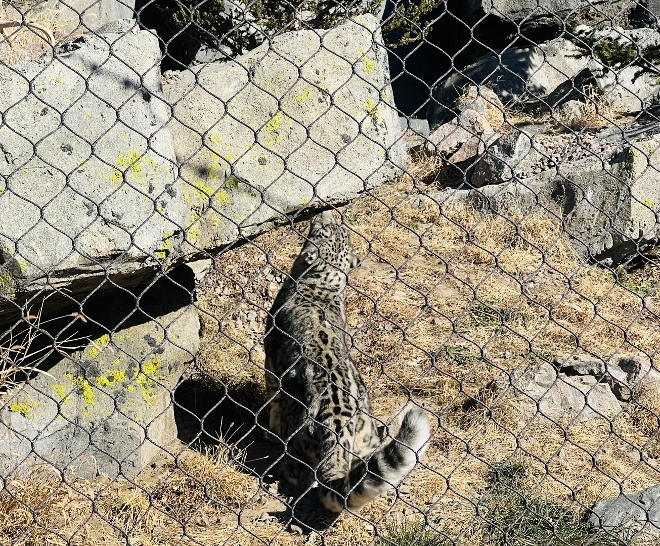 Snow Leopard scent marking